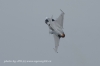 CIAF020906JFS0247.jpg