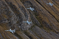 Switzerland - Air Force – Northrop F-5E Tiger II J-3044